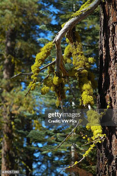 Wolf Lichen on Red Fir, Letharia vulpina, Abies magnifica, Taft Point Trail, Yosemite National Park.