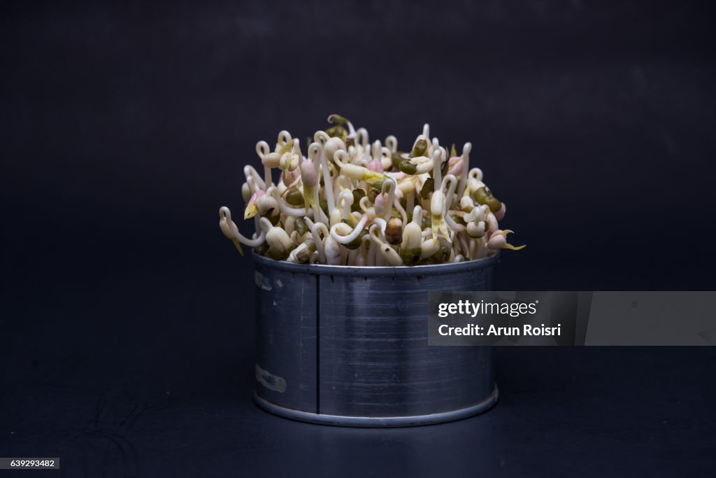 Bean sprouts on black background