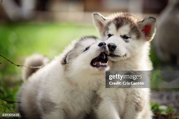 alaskan malamute puppies playing - alaskan malamute stockfoto's en -beelden