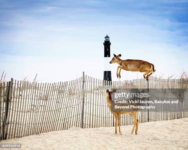 deer jumping over the fence with lighthouse in background at fire island - leuchtturm fire island stock-fotos und bilder