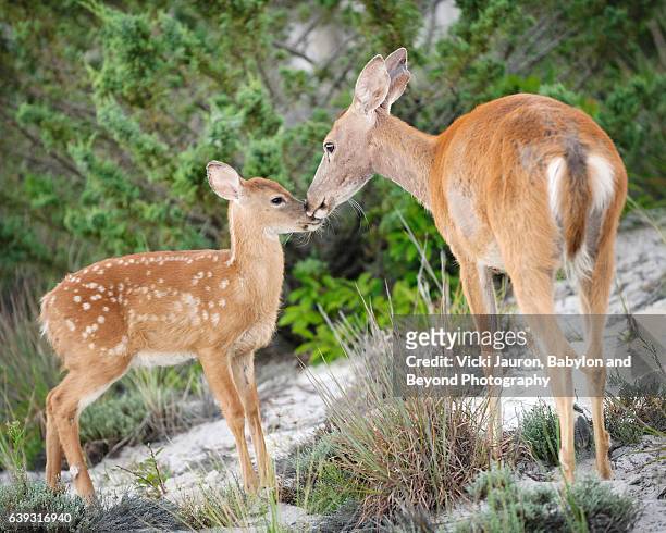 doe nuzzling her fawn at fire island national seashore - concept does not exist 個照片及圖片檔