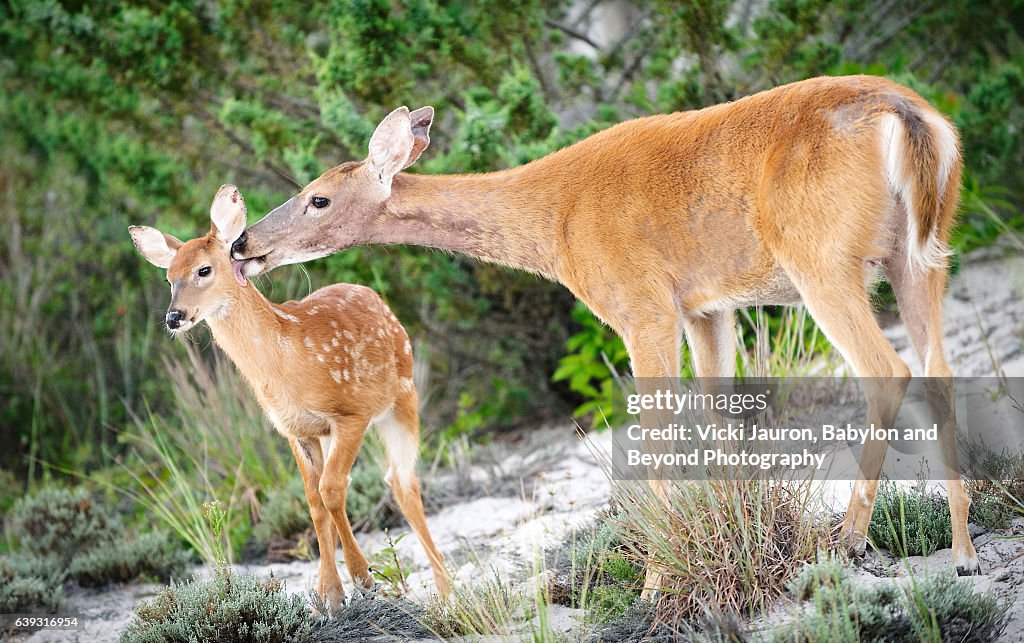 Doe Grooming Her Fawn at Fire Island National Seashore