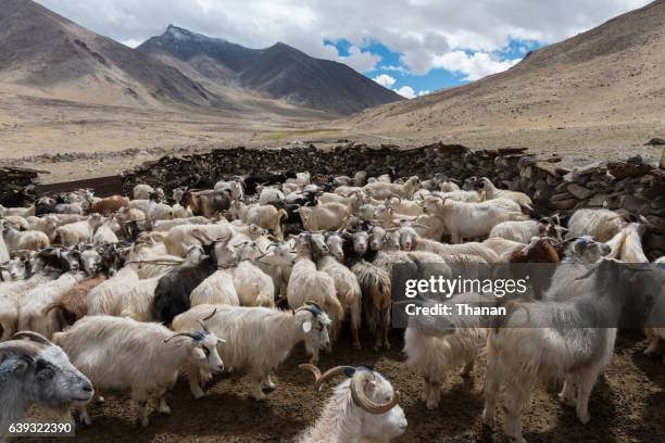 goat - kashmir stock-fotos und bilder