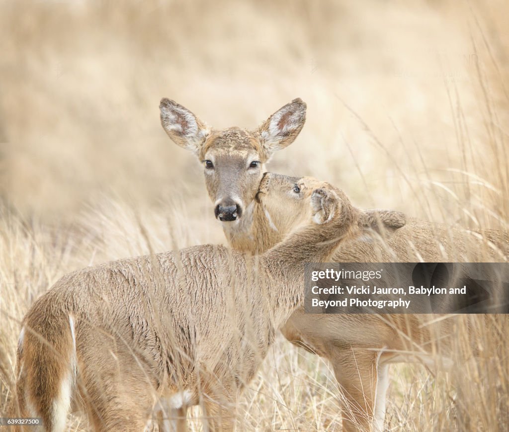 Two Deer Snuggling in Golden Light at Fire Island