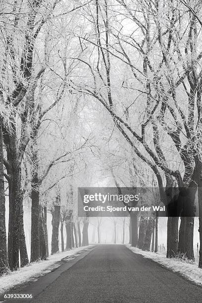 country road through a frozen wintry landscape - sjoerd van der wal stock pictures, royalty-free photos & images