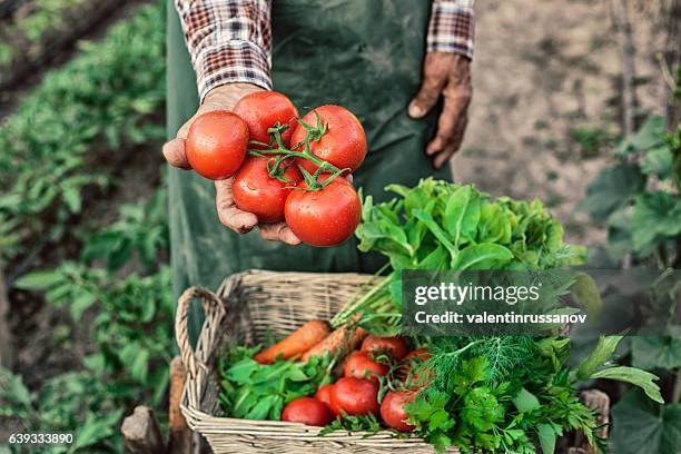 old farm worker showing a bunch of tomatoes - organic farm bildbanksfoton och bilder