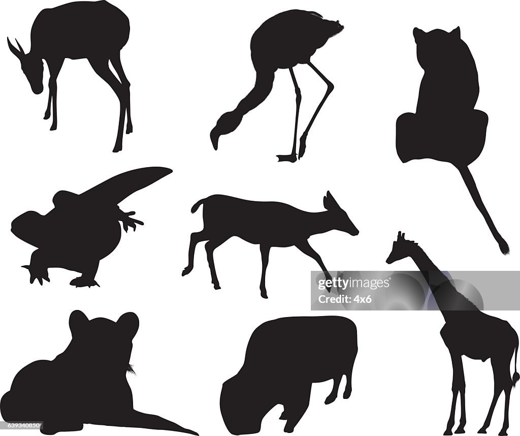 Verschiedene Tiere