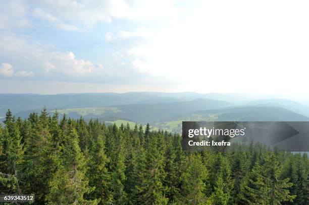 a view of black forest landscape - pine wood stock pictures, royalty-free photos & images