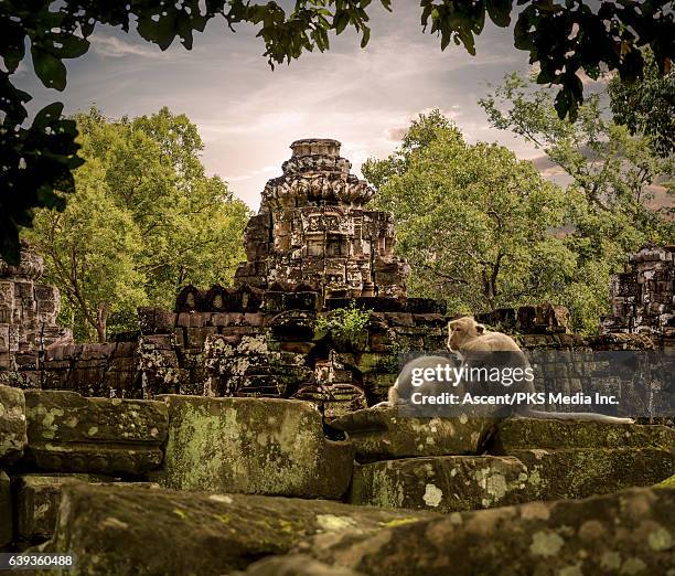 view of ruins and jungle forest, monkeys playing - angkor wat photos et images de collection