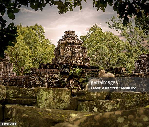 view of ruins and jungle forest, monkeys playing - angkor wat stock pictures, royalty-free photos & images