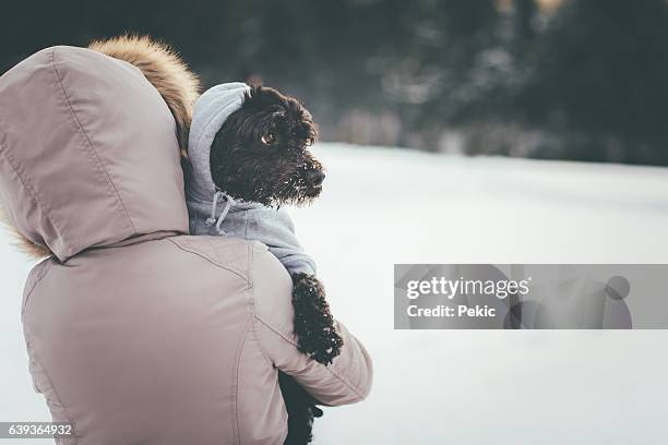 girl take care of her frozen dog - bonnet noel stock pictures, royalty-free photos & images