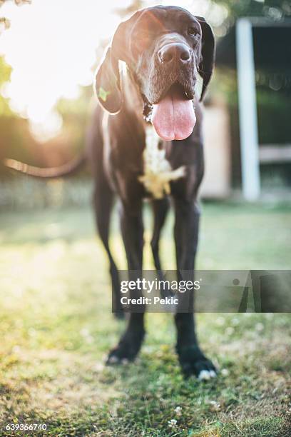 cane assetato dopo aver giocato - alano tedesco foto e immagini stock