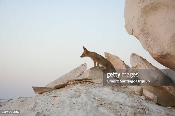 fennec (vulpes zerda) on a gypsum rock formation - fennec fox stock pictures, royalty-free photos & images