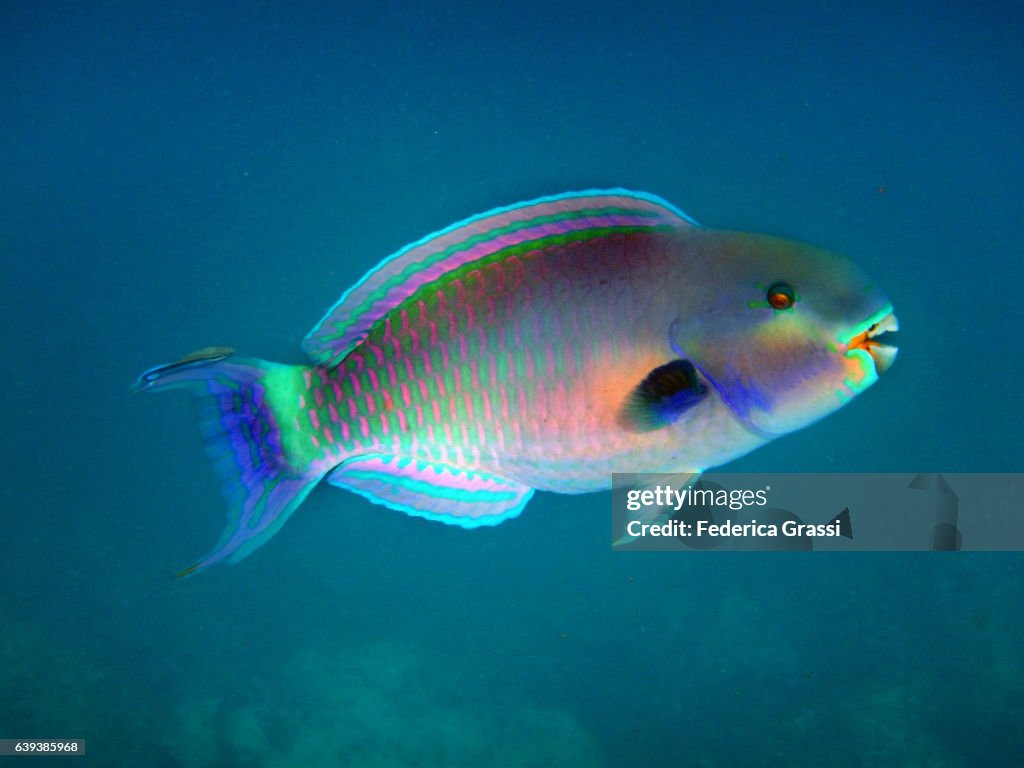 Sheephead Parrotfish, Scarus strongylocephalus