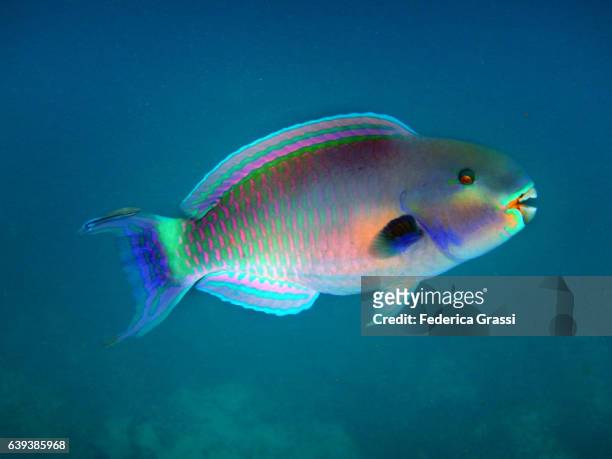 sheephead parrotfish, scarus strongylocephalus - bumphead parrotfish bildbanksfoton och bilder