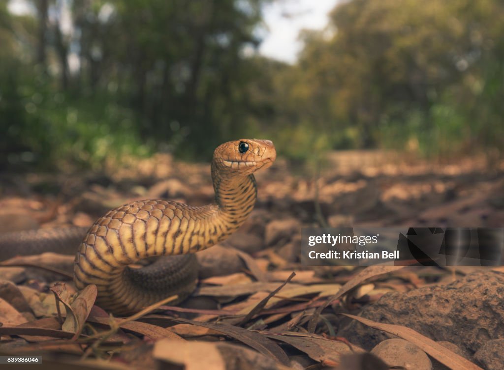 Wild eastern brown snake (Pseudonaja textilis) in Melbourne, Australia