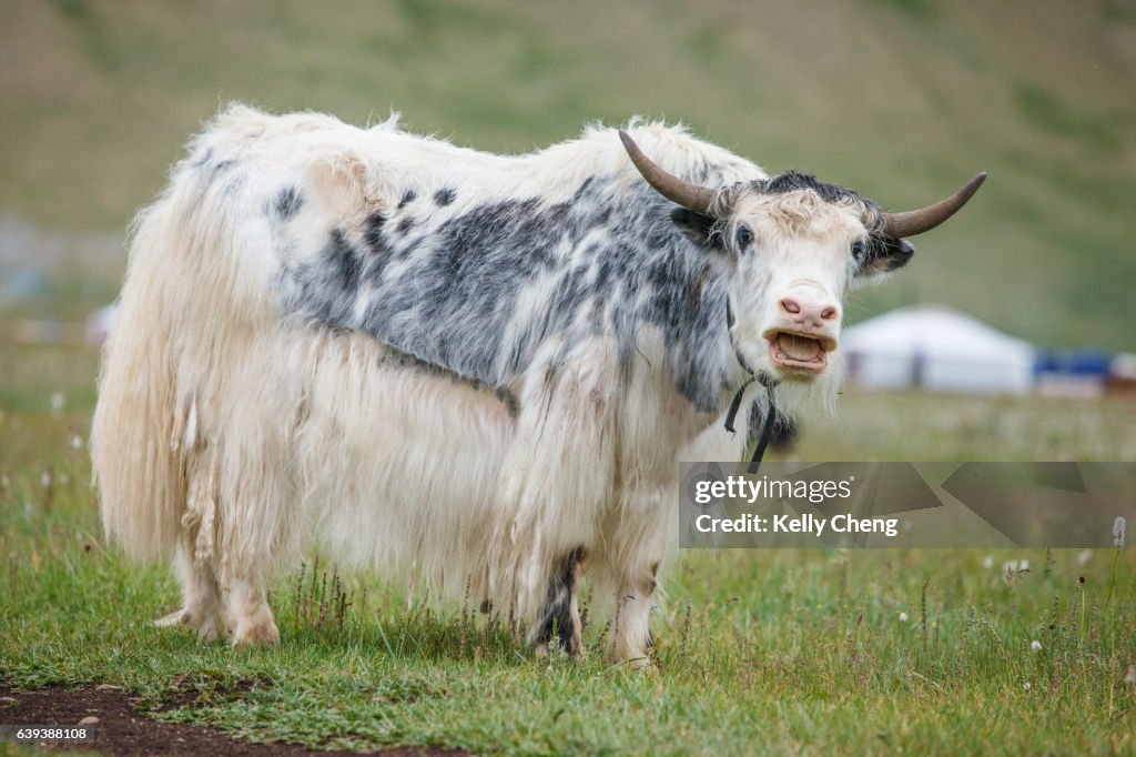 Mongolian yaks