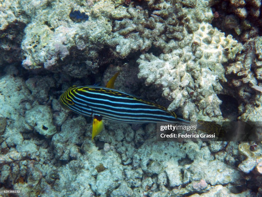 Oriental Sweetlips (Plectorinchus vittatus)