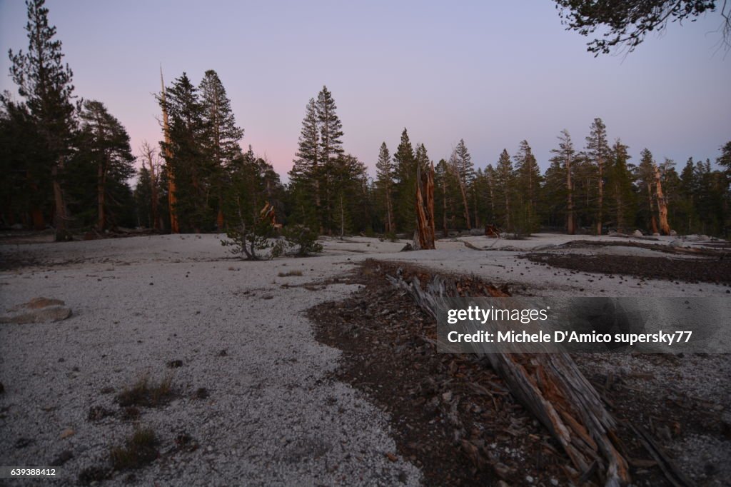 Decomposing log on a barren granite sand