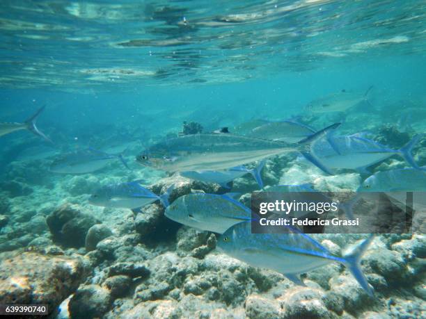 group of bluefin jack, caranx melampygus patrolling the reef - bluefin trevally stock pictures, royalty-free photos & images