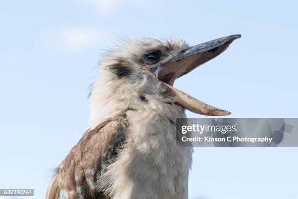 kookaburra with beaks wide open - beak stock pictures, royalty-free photos & images