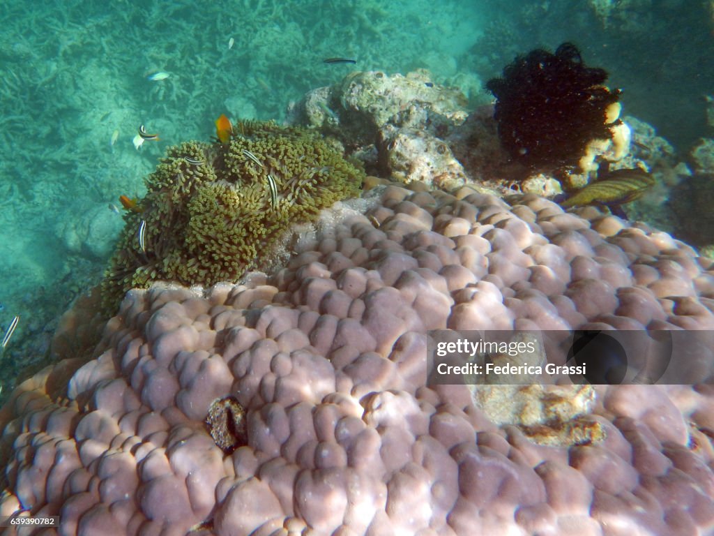 Pore Coral With Sea Anemone, Clown Fish and Crinoid (Feather Seastar Fish)