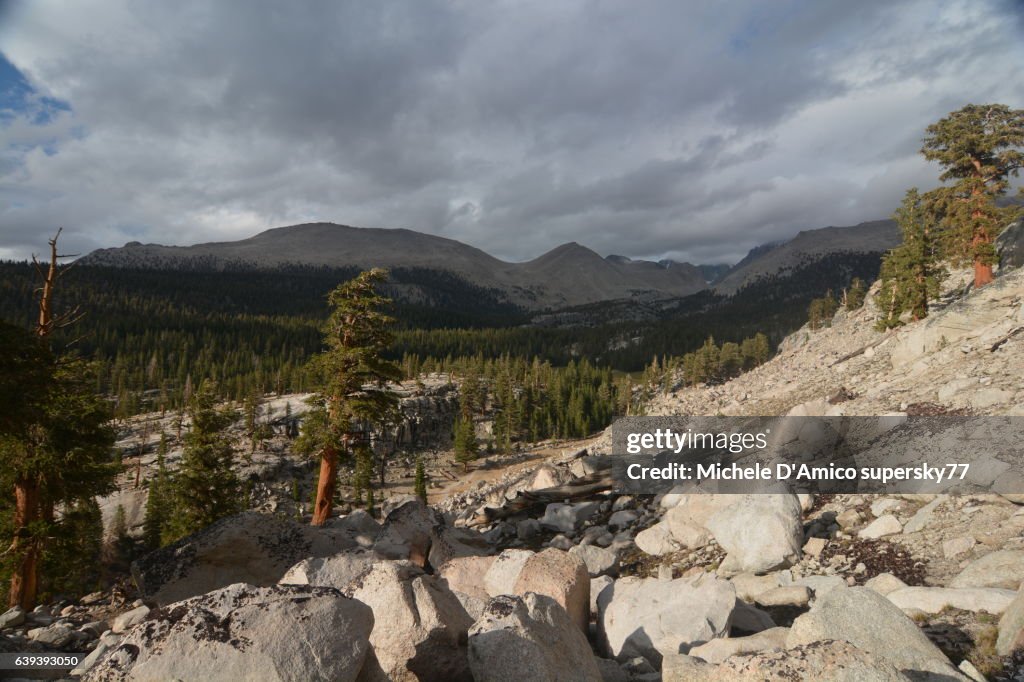 Wind beaten timberline forest