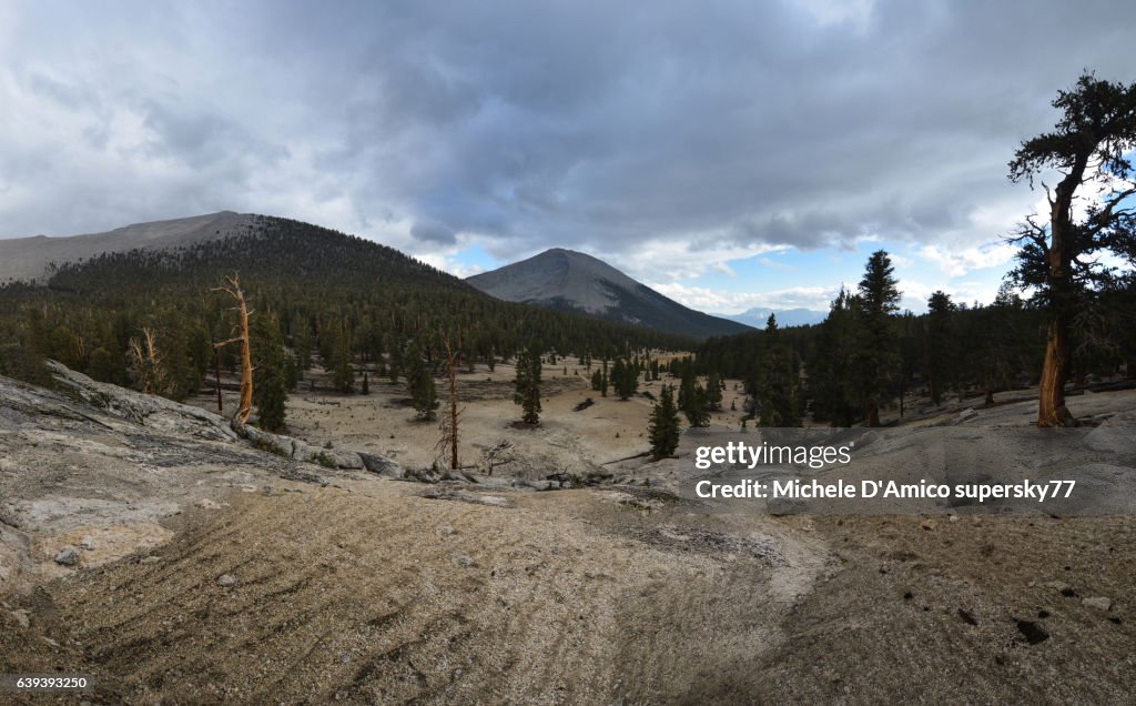 Barren timberline forest in the High Sierra