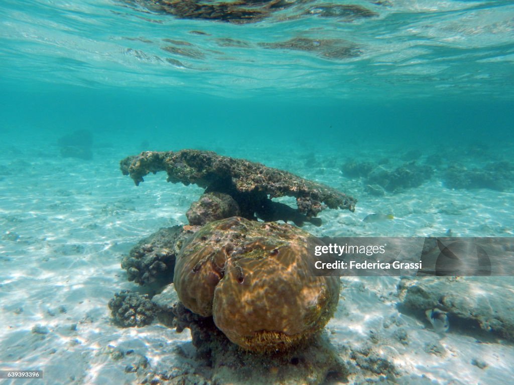 Pore Coral (Porites sp.) and Table Coral (Acropora cf. hyacinthus)