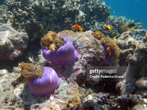 clown fish (ocellaris clownfish) and sea anemones with purple tubular bodies - amphiprion akallopisos stock pictures, royalty-free photos & images