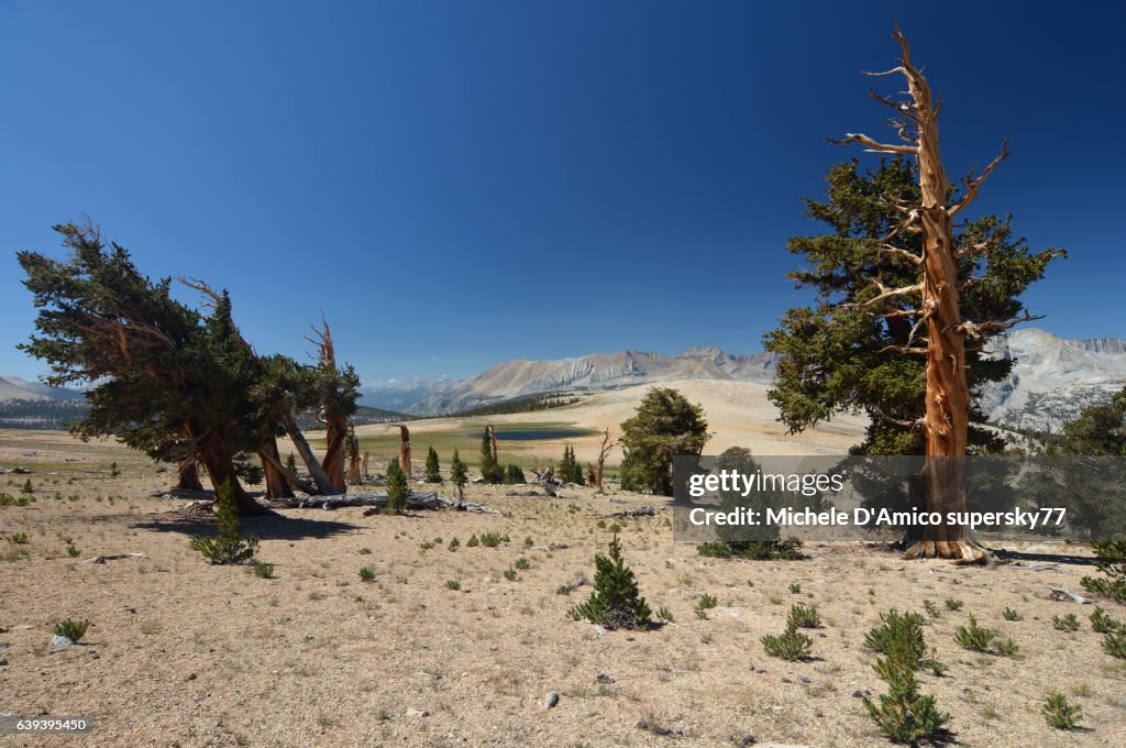 Ancient foxtail pines in a timberline forest.