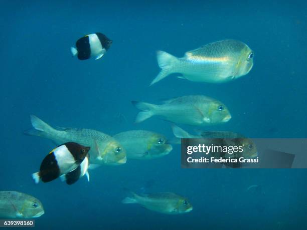 school of bigeye emperor fish and two false moorish idol - ヨコシマクロダイ ストックフォトと画像