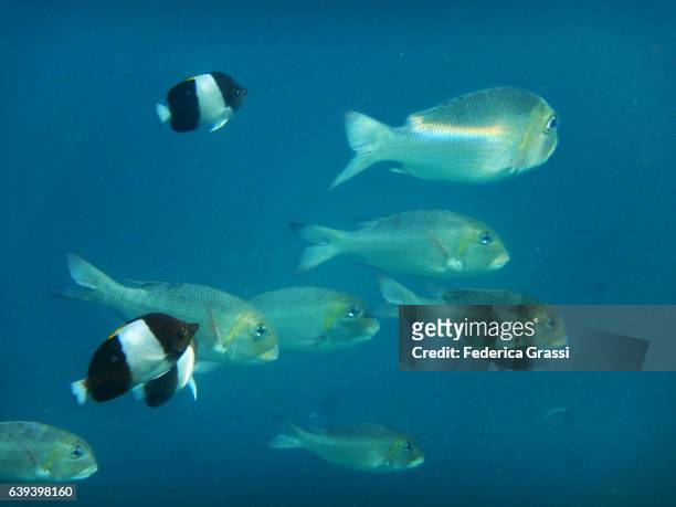 school of bigeye emperor fish and two false moorish idol - humpnose bigeye bream stock pictures, royalty-free photos & images