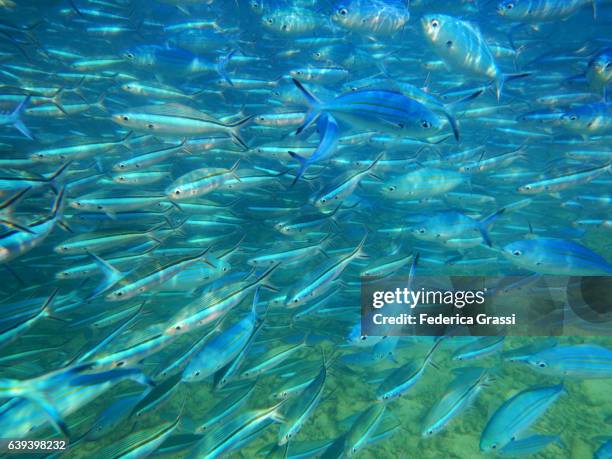 swimming among a school of blue fusilier fish (caesio teres) - yellowback fusilier bildbanksfoton och bilder