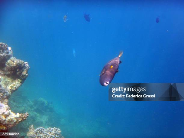 balistes capriscus triggerfish - trigger fish stock pictures, royalty-free photos & images