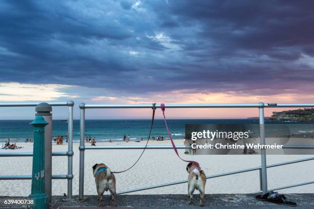 two pugs on a dog leads tied to the railing, look out over the beach at bondi as the sunsets on a blue and pink sky - christine wehrmeier stock pictures, royalty-free photos & images