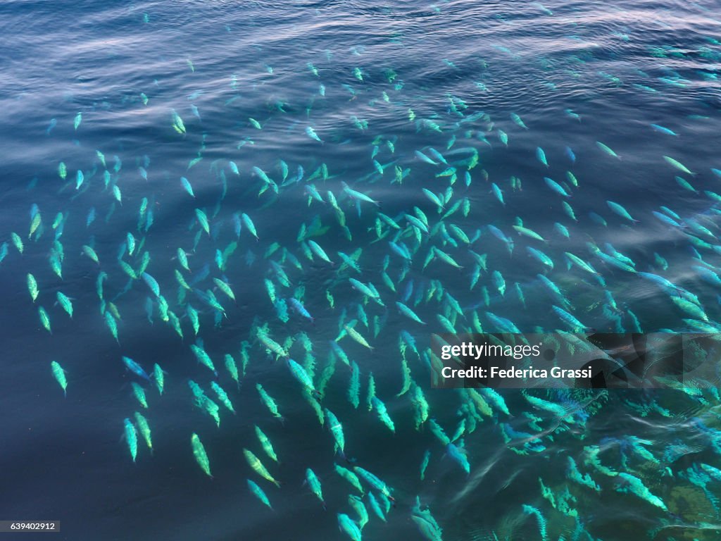Shoal of Blue Fusilier Fish (Caesio teres)