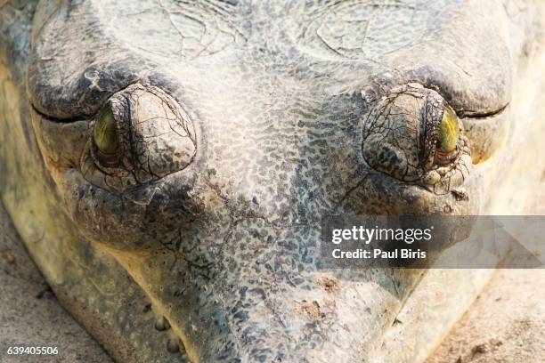 gharial crocodile head detail, nepal - gharial stock pictures, royalty-free photos & images