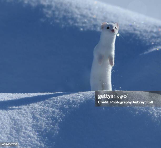 the ermine - mustela erminea stock pictures, royalty-free photos & images