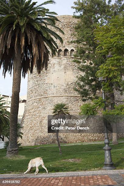 Dog exercises on the grass next to the Castello Aragonese in Reggio Calabria. Founded in 720BC by the ancient Greeks, Reggio di Calabria is the...