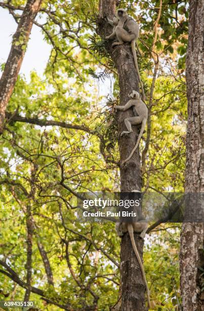 black-faced langur, chitwan national park , terai , nepal - lumbini nepal stock pictures, royalty-free photos & images