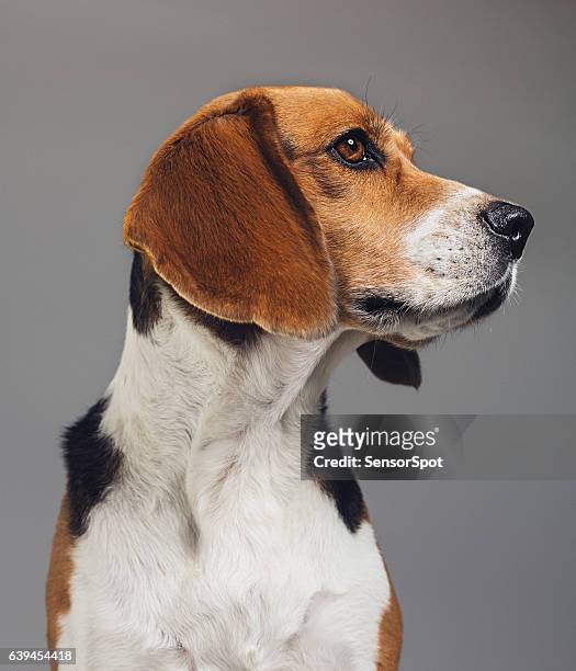 close-up of beagle against gray background - purebred dog stock pictures, royalty-free photos & images