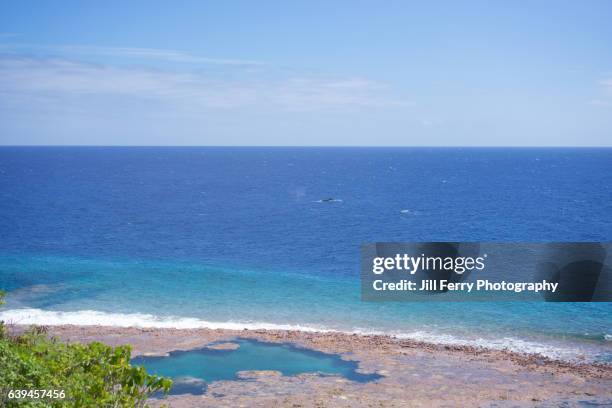 whales and pool - niue island stockfoto's en -beelden