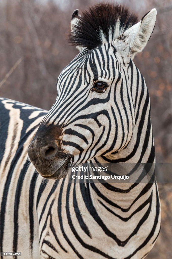 Portrait of a zebra