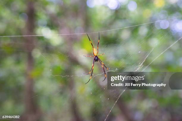 spider - samoa stock pictures, royalty-free photos & images