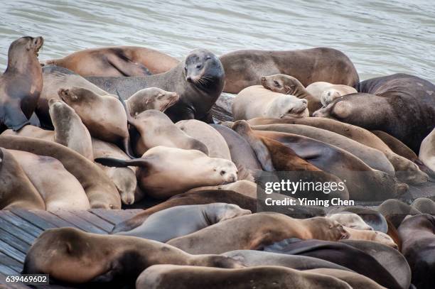 california sea lions on the pier 39 of san francisco - anniversary seal stock pictures, royalty-free photos & images