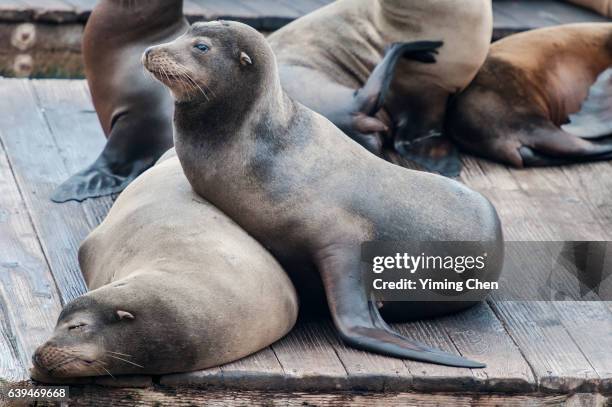 california sea lions on the pier 39 of san francisco - anniversary seal stock pictures, royalty-free photos & images