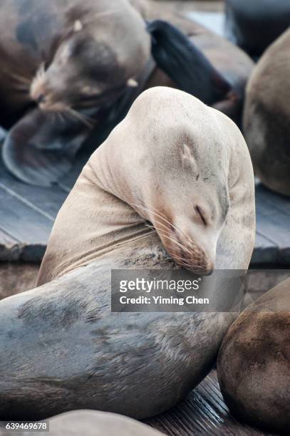 california sea lions on the pier 39 of san francisco - anniversary seal stock pictures, royalty-free photos & images
