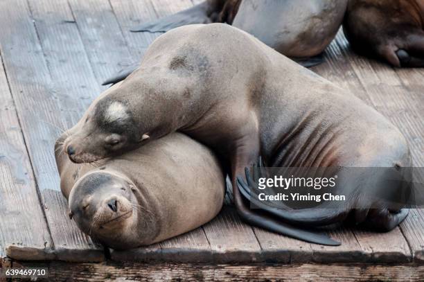 california sea lions on the pier 39 of san francisco - anniversary seal stock pictures, royalty-free photos & images