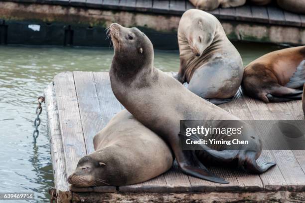 california sea lions on the pier 39 of san francisco - anniversary seal stock pictures, royalty-free photos & images